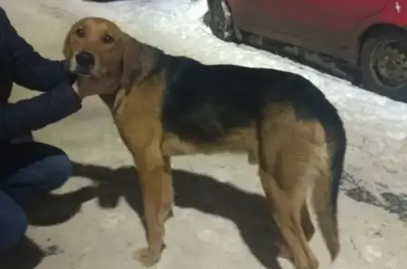 Собака найдена в Аквтьево, Коломенский район