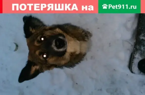 Найдена собака в д. Малое Новосурино на пилораме