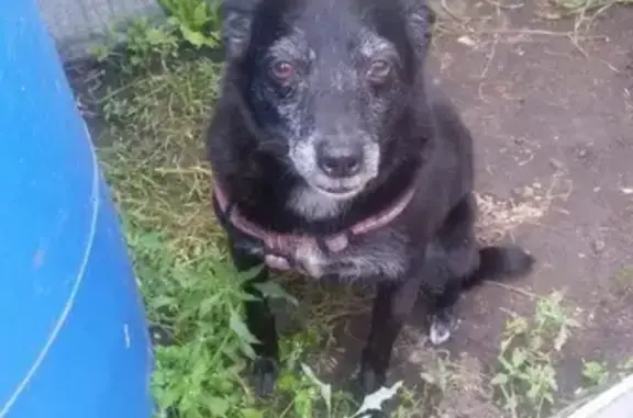 Пропала собака Ева на улице Серова, Омск
