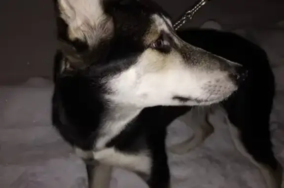Собака найдена возле центрального рынка в Томске