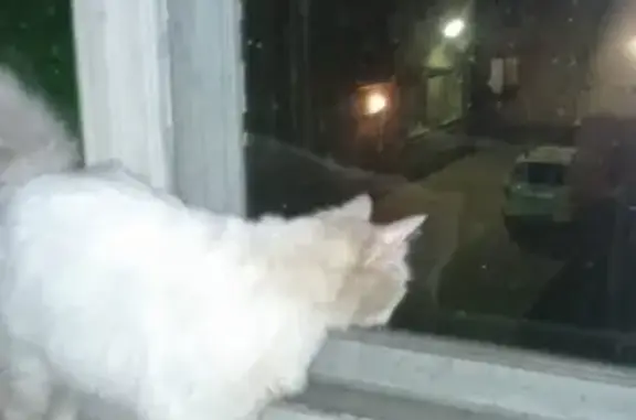 Найдена кошка на Псковской улице в Санкт-Петербурге