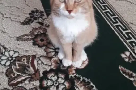 Кошки потеряшки, деревня Шиловская, фото: Потеряшка рыжий кот в д.Шиловской, помогите найти!