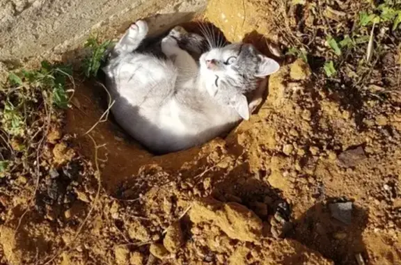 Кошки потеряшки, Большая Кузьминка, фото: Потеряшка кот в с. Большая Кузьминка, Липецкая обл.