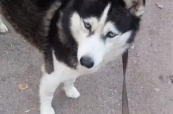 Собаки потеряшки, Иваново, фото: Потеряшка собака в районе парка Степанова, Отрадное, Иваново.