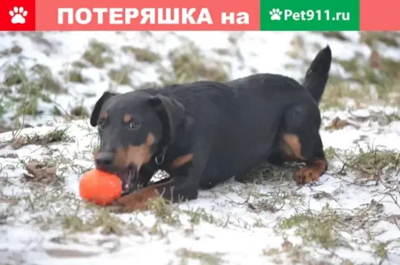 Пропал щенок ЯГДТЕРЬЕРА в районе Копаево, Рыбинск.