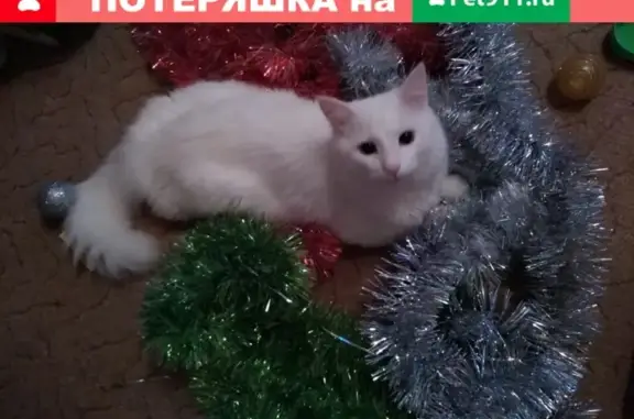 Пропал кот в Тейково на ул. Маршала Неделина