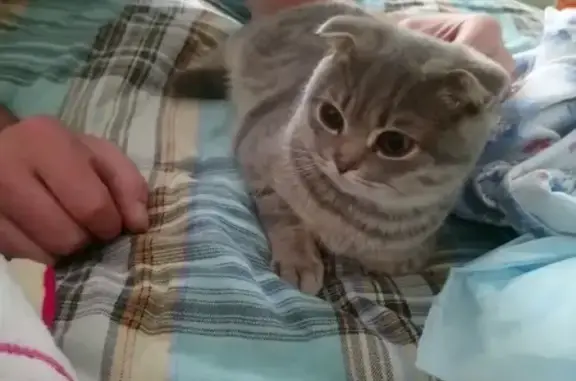 Кошки потеряшки, Ижевск, фото: Потеряшка кошка Шурик в Ижевске, вознаграждение за находку