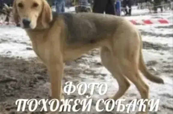 Пропала собака в СПб, Приморский район - Лекс, 7 мес.