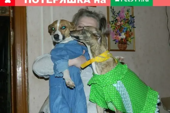 Пропала собака в Самаре, Зубчаниновка - помощь нужна!