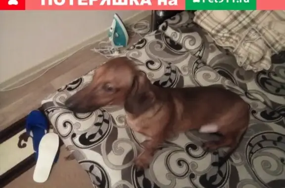 Найден пес в Первомайском, Красноярск