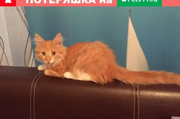 Найден котенок на Карельской, 10А
