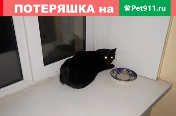 Найдена кошка и котик на Новой Басманной, 31