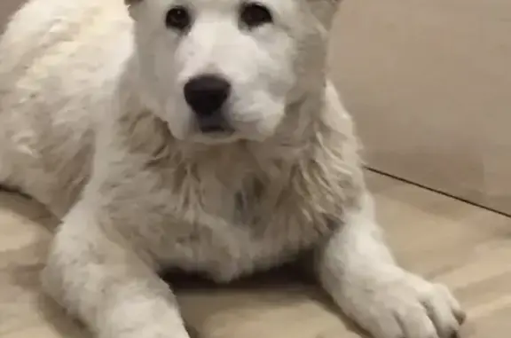 Пропала белая собака возрастом 3 мес в Саратове, Кумысная поляна.