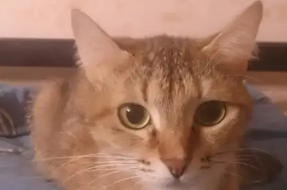 Пропала кошка в районе Соколов, Яранск