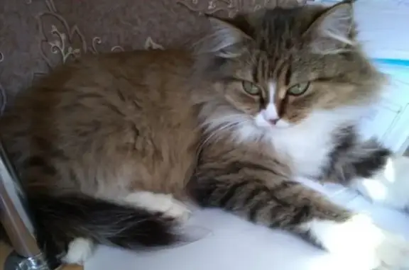 Кошки потеряшки, Набережные Челны, фото: Потеряшка кошка в Набережных Челнах