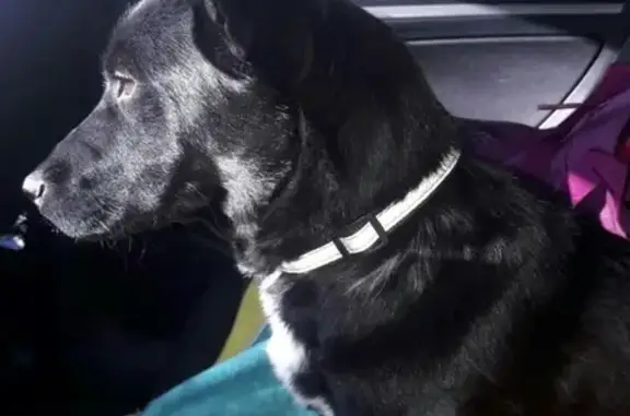 Пропала собака Бони на улицах Ленинского района, Магнитогорск