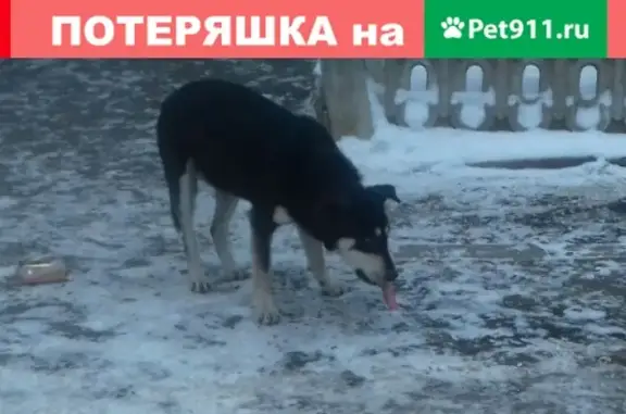 Найдена собака в Иваново, ищет хозяина!