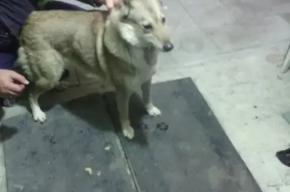 Найдена собака в Боровском охотхозяйстве, Челябинская область
