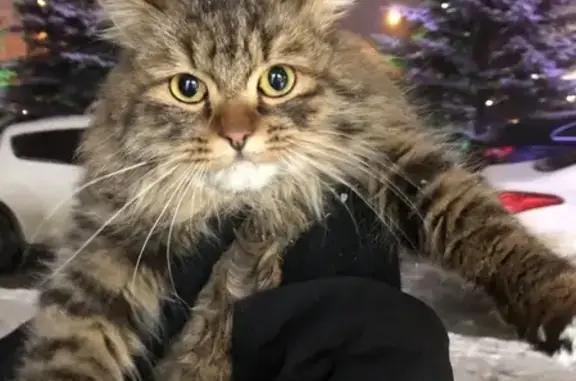 Найдена кошка в Казани, срочно!