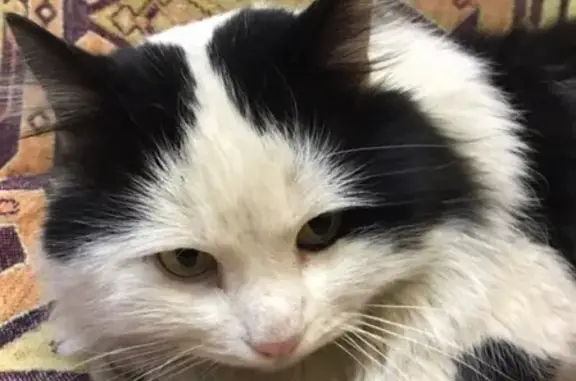 Найден кот Тополинка в Челябинске