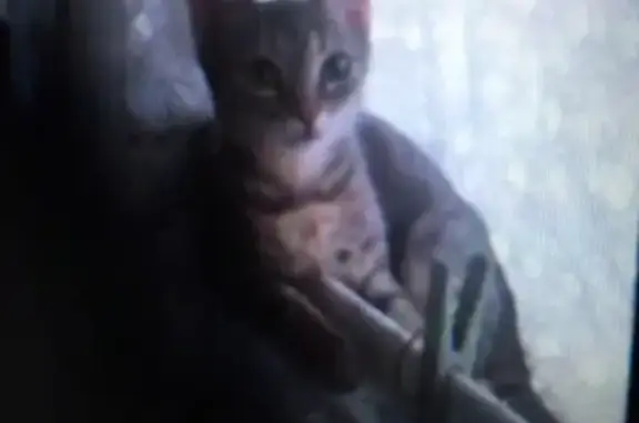 Пропала кошка возле ветклиники Доктор С, Новороссийск