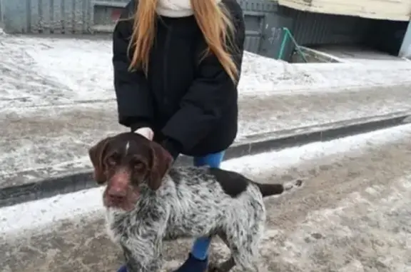 Найдена собака породы Курцхаар в Саранске