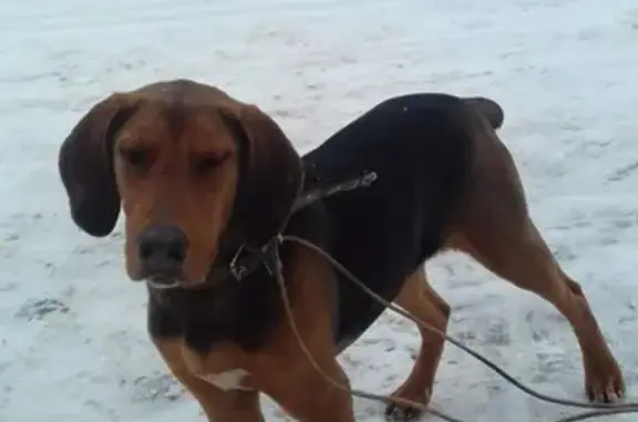 Найден пес в Сызрани (мод. Клемо)