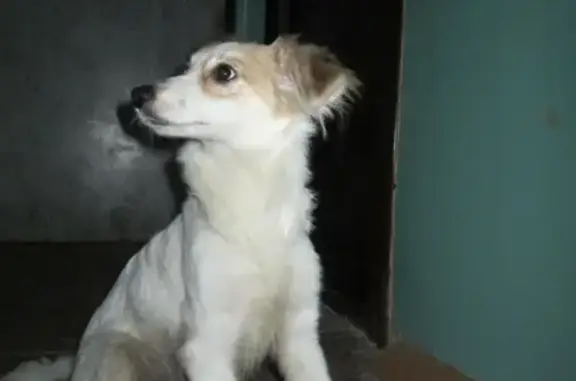 Найдена собака в Московском районе, нужен хозяин!