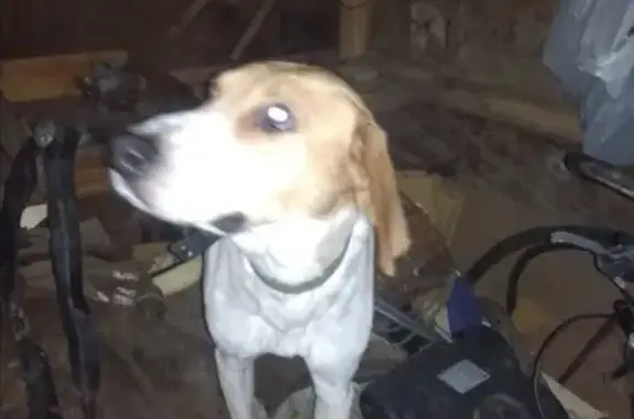Собака найдена в Терехово, Рязанская область
