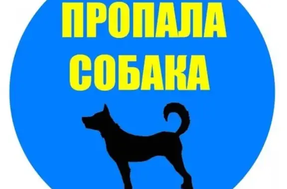 Пропала собака в Саратове, Поливановка.