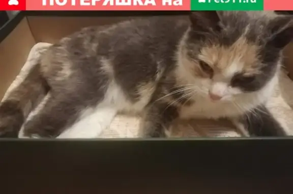 Найдена беременная кошка в Барнауле