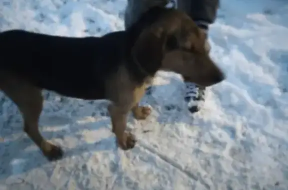 Найдена собака в Сызрани, ищем хозяина