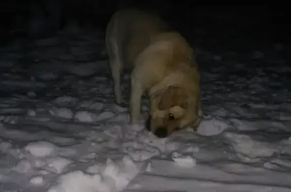 Собака найдена в Бурцево, Уфа