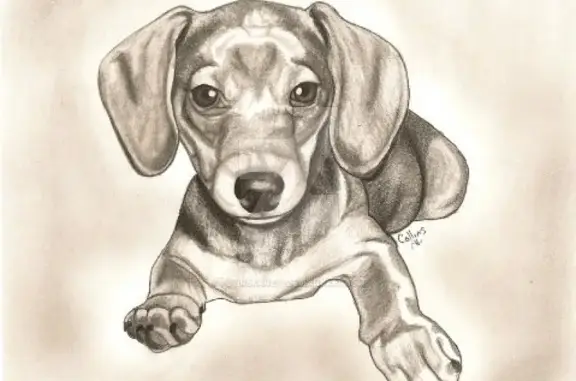 Найдена собака, Красный Луч, фото: Найдена собака в Красном Луче