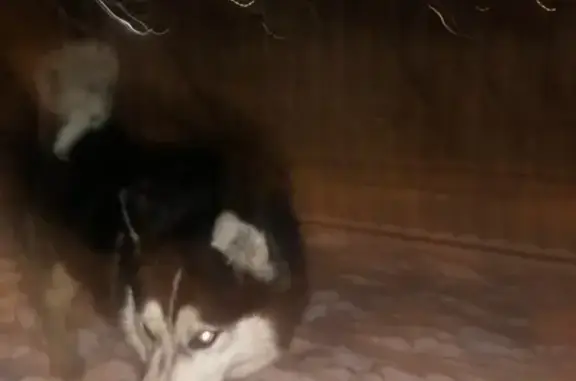 Найдена собака в Измайлово на ул. 14-я Парковая