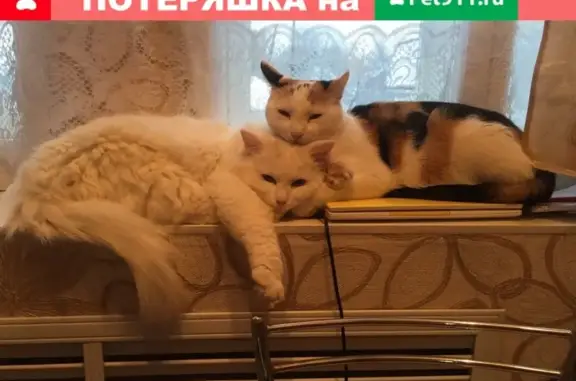 Пропал белый кот в Рудне на ул. Некрасова