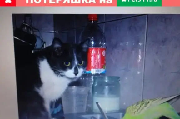 Пропала домашняя кошка Мася в Каменск-Шахтинском