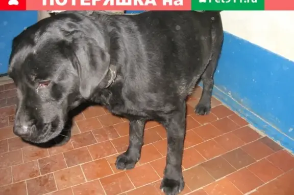 Найдена собака на пр. Космонавтов в Ростове-на-Дону