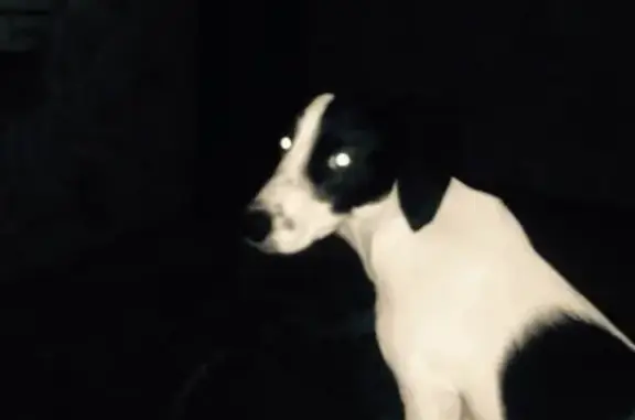 Пропала собака Джина в Горно-Алтайске