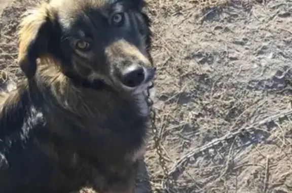 Пропала собака Джонни в районе Своротка, Кызыл