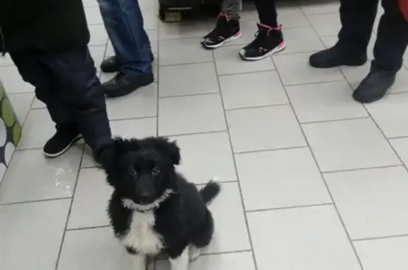 Найден щенок в Вычегодском, ищем хозяина