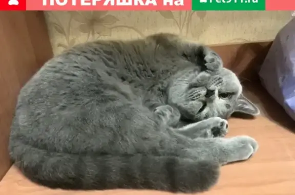 Найдена кошка на улице Генерала Лизюкова