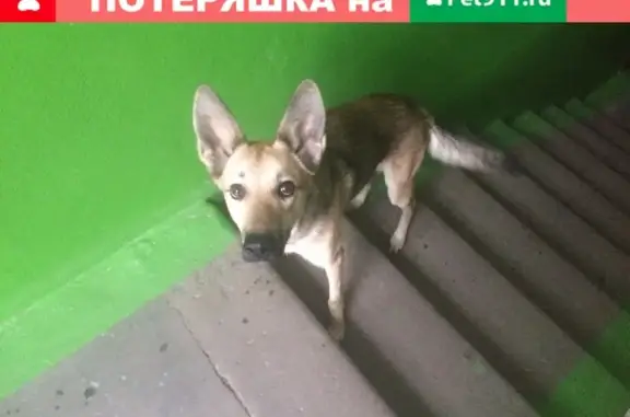 Найдена собака в Петрозаводске, ул. Анохина, ищем хозяев.