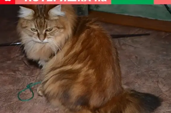 Пропала кошка в Междуреченске, дом 21 пр. Коммунистический