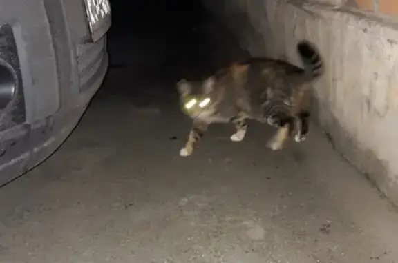 Найдена кошка на ул. Луначарского в Петрозаводске