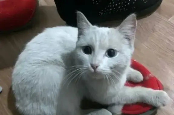 Найдена беленькая кошка на ул. Тульской, Байдаевский район