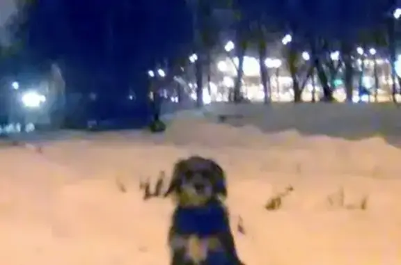 Найдена собака около Кирова, заберут в Теремок