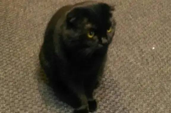 Пропала кошка черного окраса с Вислоухими в Наро-Фоминске, дом 263