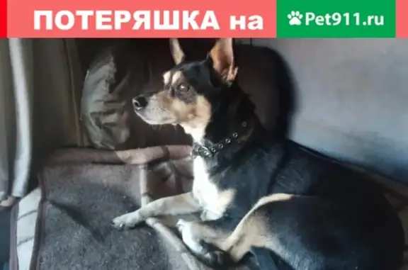 Пропала собака Юта в Серпухове