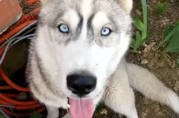 Собаки потеряшки, Архыз, фото: Потеряшка собака в селе Архыз, Карачаево-Черкесская Республика